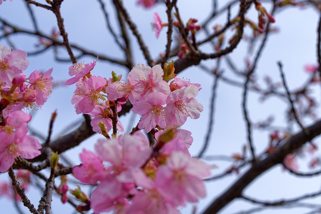 見頃になった河津桜@能仁寺