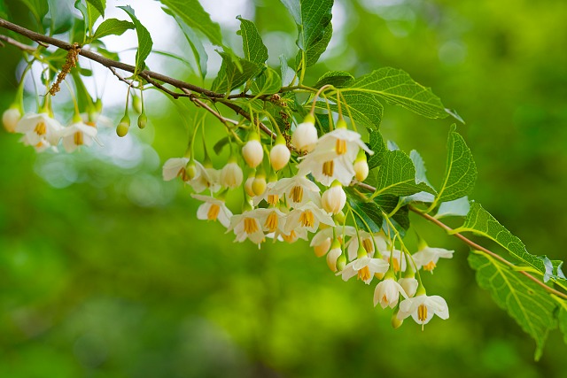 エゴの花