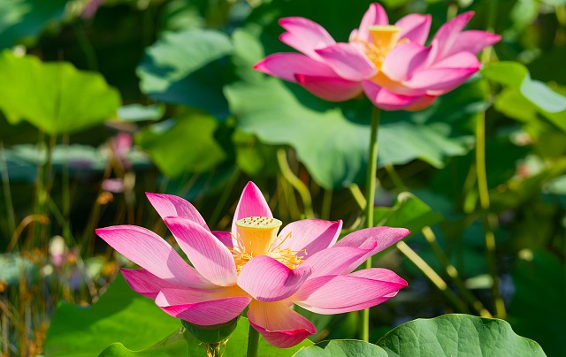 ハスの花＠ニコニコ池
