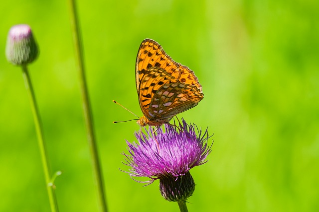 ノアザミに留まるヒョウモンチョウ