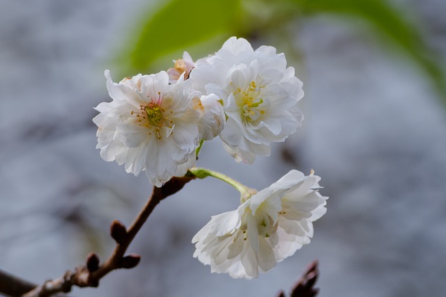 十月桜＠駒高