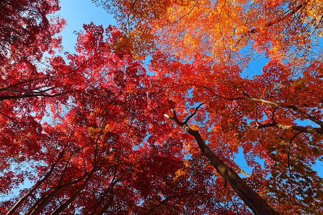 天覧山中段付近の紅葉