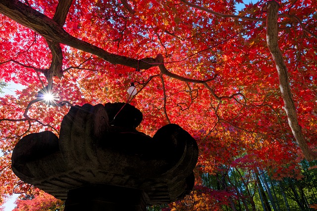 天覧山中段付近の紅葉