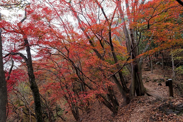 猿岩付近の紅葉