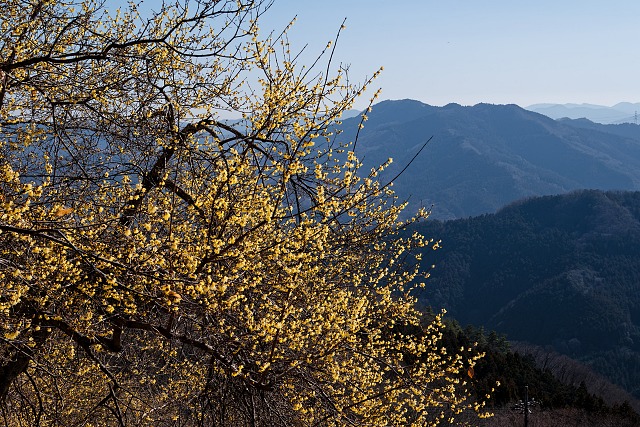 桜山の蝋梅