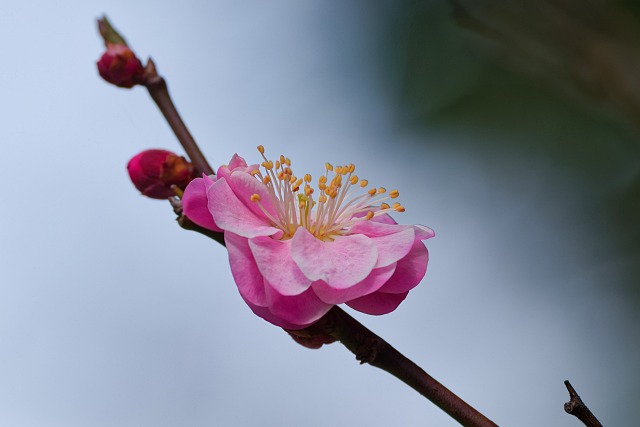 能仁寺の紅梅