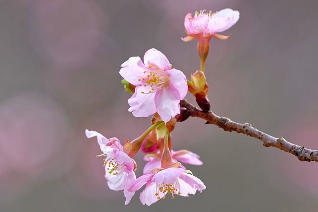 永山公園の河津桜