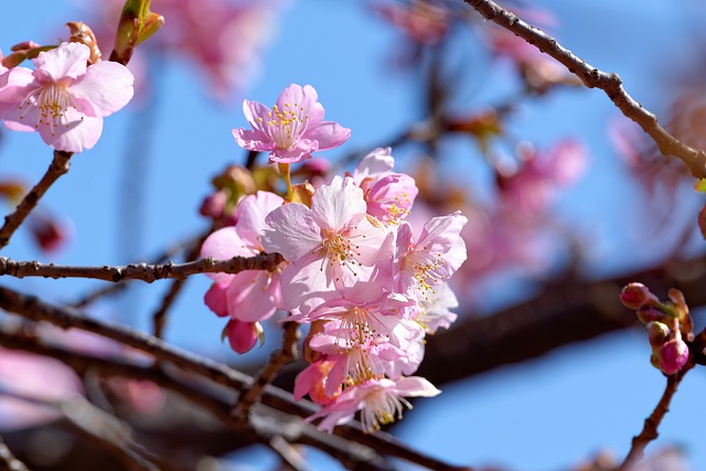 鐘撞堂山の河津桜