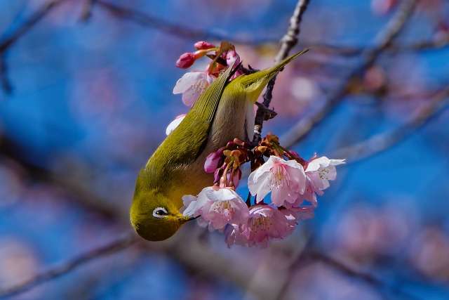 寒桜に舞うメジロ