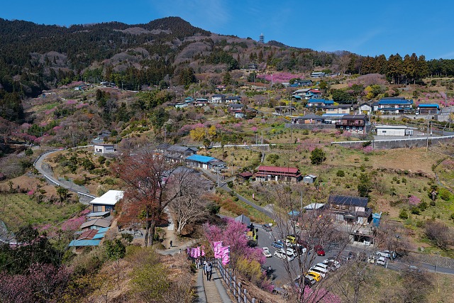 展望台より眺める花桃の里