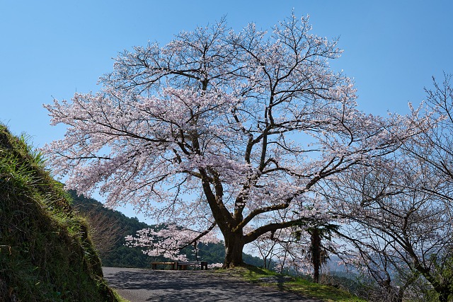 八徳の一本桜