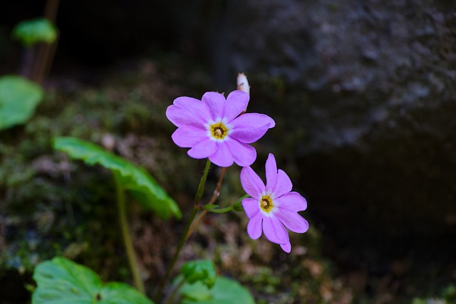 兜岩山付近のミョウギコザクラ